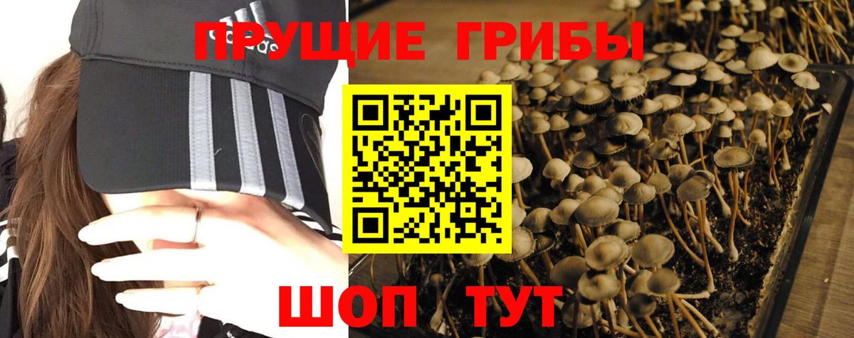Галлюциногенные грибы Psilocybe Урус-Мартан